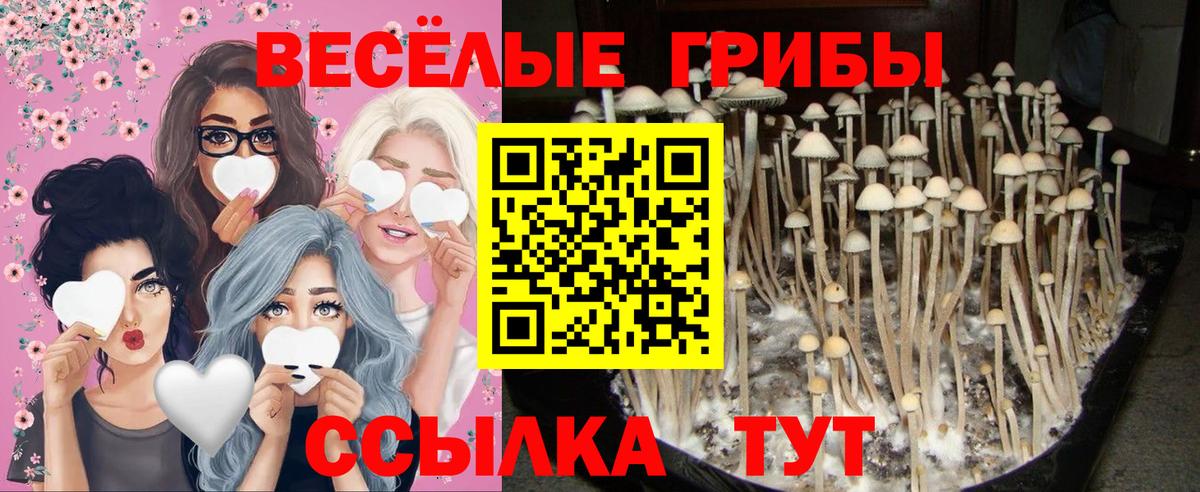 Псилоцибиновые грибы GOLDEN TEACHER Артёмовский